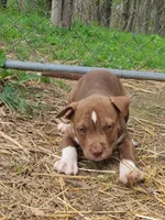 GeeGee, a female American Pit Bull Terrier and Cane Corso for sale in Mitchell, IN – Photo 4 of 10