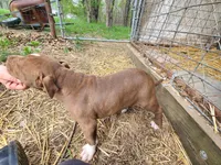 GeeGee, a female American Pit Bull Terrier and Cane Corso for sale in Mitchell, IN – Photo 6 of 10