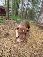 GeeGee, a female American Pit Bull Terrier and Cane Corso for sale in Mitchell, IN – Photo 8 of 10