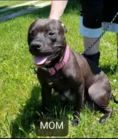 GeeGee, a female American Pit Bull Terrier and Cane Corso for sale in Mitchell, IN – Photo 9 of 10