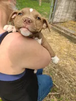 GeeGee, a female American Pit Bull Terrier and Cane Corso for sale in Mitchell, IN – Photo 2 of 10