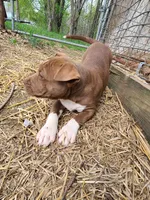 GeeGee, a female American Pit Bull Terrier and Cane Corso for sale in Mitchell, IN – Photo 7 of 10