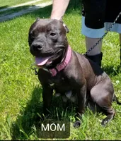 JADE, a female American Pit Bull Terrier and Cane Corso for sale in Mitchell, IN – Photo 9 of 10