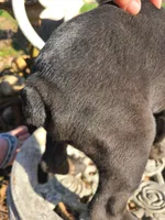 JADE, a female American Pit Bull Terrier and Cane Corso for sale in Mitchell, IN – Photo 7 of 10