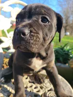 JADE, a female American Pit Bull Terrier and Cane Corso for sale in Mitchell, IN – Photo 1 of 10