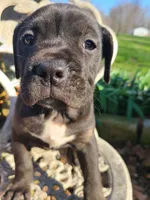 JADE, a female American Pit Bull Terrier and Cane Corso for sale in Mitchell, IN – Photo 2 of 10