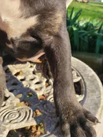 JADE, a female American Pit Bull Terrier and Cane Corso for sale in Mitchell, IN – Photo 4 of 10