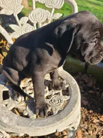 JADE, a female American Pit Bull Terrier and Cane Corso for sale in Mitchell, IN – Photo 5 of 10