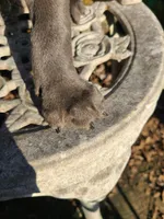 Bluey, a male American Pit Bull Terrier and Cane Corso for sale in Mitchell, IN – Photo 6 of 9