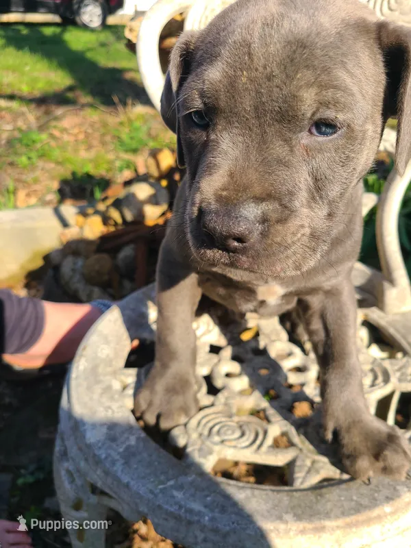 Bluey – American Pit Bull Terrier, Cane Corso puppy for sale in Mitchell, IN