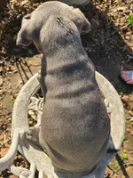 Bluey, a male American Pit Bull Terrier and Cane Corso for sale in Mitchell, IN – Photo 5 of 9