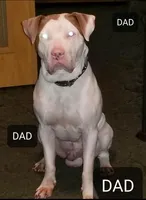 Bluey, a male American Pit Bull Terrier and Cane Corso for sale in Mitchell, IN – Photo 8 of 9