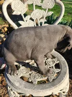 Bluey, a male American Pit Bull Terrier and Cane Corso for sale in Mitchell, IN – Photo 3 of 9