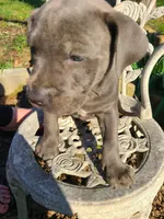 Bluey, a male American Pit Bull Terrier and Cane Corso for sale in Mitchell, IN – Photo 2 of 9
