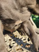 Bluey, a male American Pit Bull Terrier and Cane Corso for sale in Mitchell, IN – Photo 4 of 9