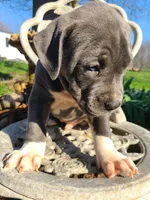 Hoss, a male American Pit Bull Terrier and Cane Corso for sale in Mitchell, IN – Photo 3 of 9