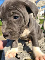 Hoss, a male American Pit Bull Terrier and Cane Corso for sale in Mitchell, IN – Photo 2 of 9