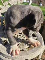 Hoss, a male American Pit Bull Terrier and Cane Corso for sale in Mitchell, IN – Photo 5 of 9