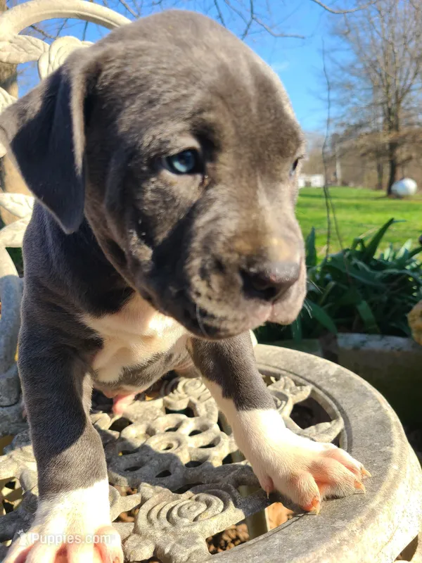 Hoss – American Pit Bull Terrier, Cane Corso puppy for sale in Mitchell, IN