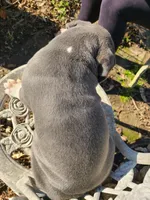 Hoss, a male American Pit Bull Terrier and Cane Corso for sale in Mitchell, IN – Photo 6 of 9