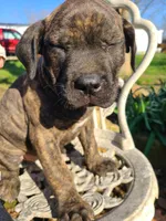 Luna, a female American Pit Bull Terrier and Cane Corso for sale in Mitchell, IN – Photo 1 of 9