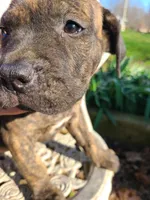 Luna, a female American Pit Bull Terrier and Cane Corso for sale in Mitchell, IN – Photo 3 of 9