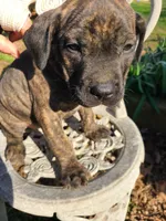 Luna, a female American Pit Bull Terrier and Cane Corso for sale in Mitchell, IN – Photo 2 of 9