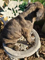 Luna, a female American Pit Bull Terrier and Cane Corso for sale in Mitchell, IN – Photo 6 of 9