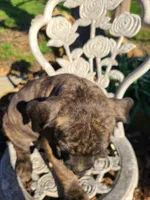 Luna, a female American Pit Bull Terrier and Cane Corso for sale in Mitchell, IN – Photo 4 of 9