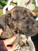 Luna, a female American Pit Bull Terrier and Cane Corso for sale in Mitchell, IN – Photo 5 of 9