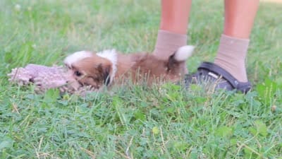 Coco, a female Shih Tzu for sale in Baltic, OH – 9 of 9