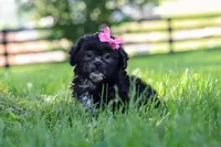 Brie, a female Shih Tzu for sale in Baltic, OH – 3 of 10