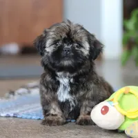 Juliet, a female Shih Tzu for sale in Baltic, OH – Photo 4 of 9