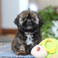 Juliet, a female Shih Tzu for sale in Baltic, OH – Photo 1 of 9