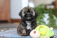 Juliet, a female Shih Tzu for sale in Baltic, OH – Photo 1 of 9