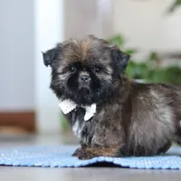 Lacey, a female Shih Tzu for sale in Baltic, OH – Photo 6 of 6