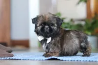 Lacey, a female Shih Tzu for sale in Baltic, OH – Photo 6 of 6