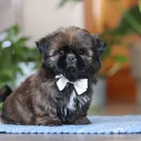 Lacey, a female Shih Tzu for sale in Baltic, OH – Photo 4 of 6