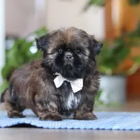 Lacey, a female Shih Tzu for sale in Baltic, OH – Photo 3 of 6