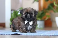 Lacey, a female Shih Tzu for sale in Baltic, OH – Photo 3 of 6