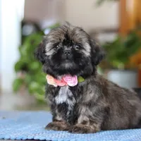 Juliet, a female Shih Tzu for sale in Baltic, OH – Photo 2 of 9
