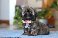 Juliet, a female Shih Tzu for sale in Baltic, OH – Photo 2 of 9