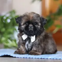 Lacey, a female Shih Tzu for sale in Baltic, OH – Photo 5 of 6