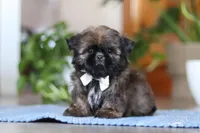 Lacey, a female Shih Tzu for sale in Baltic, OH – Photo 5 of 6