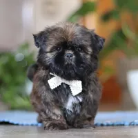 Lacey, a female Shih Tzu for sale in Baltic, OH – Photo 1 of 6