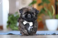 Lacey, a female Shih Tzu for sale in Baltic, OH – Photo 1 of 6