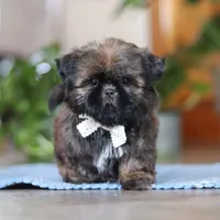 Lacey, a female Shih Tzu for sale in Baltic, OH – Photo 2 of 6