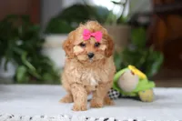 Amelia, a female Cavapoo for sale in Baltic, OH – Photo 2 of 6