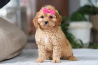 Amelia, a female Cavapoo for sale in Baltic, OH – Photo 6 of 6