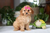 Amelia, a female Cavapoo for sale in Baltic, OH – Photo 1 of 6
